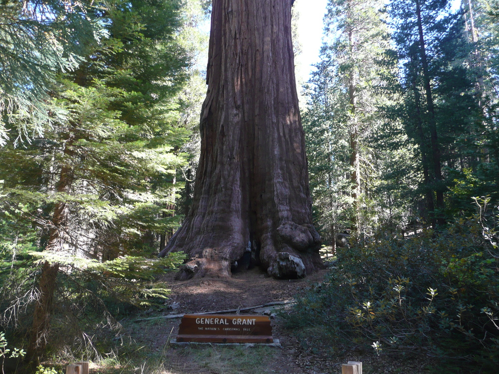 General Grant, Sequoia National Park