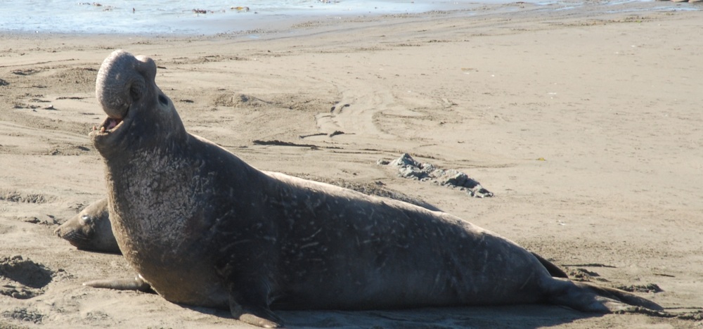 Elephant Seal at Piedras Blancas