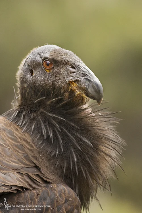 Rare condor