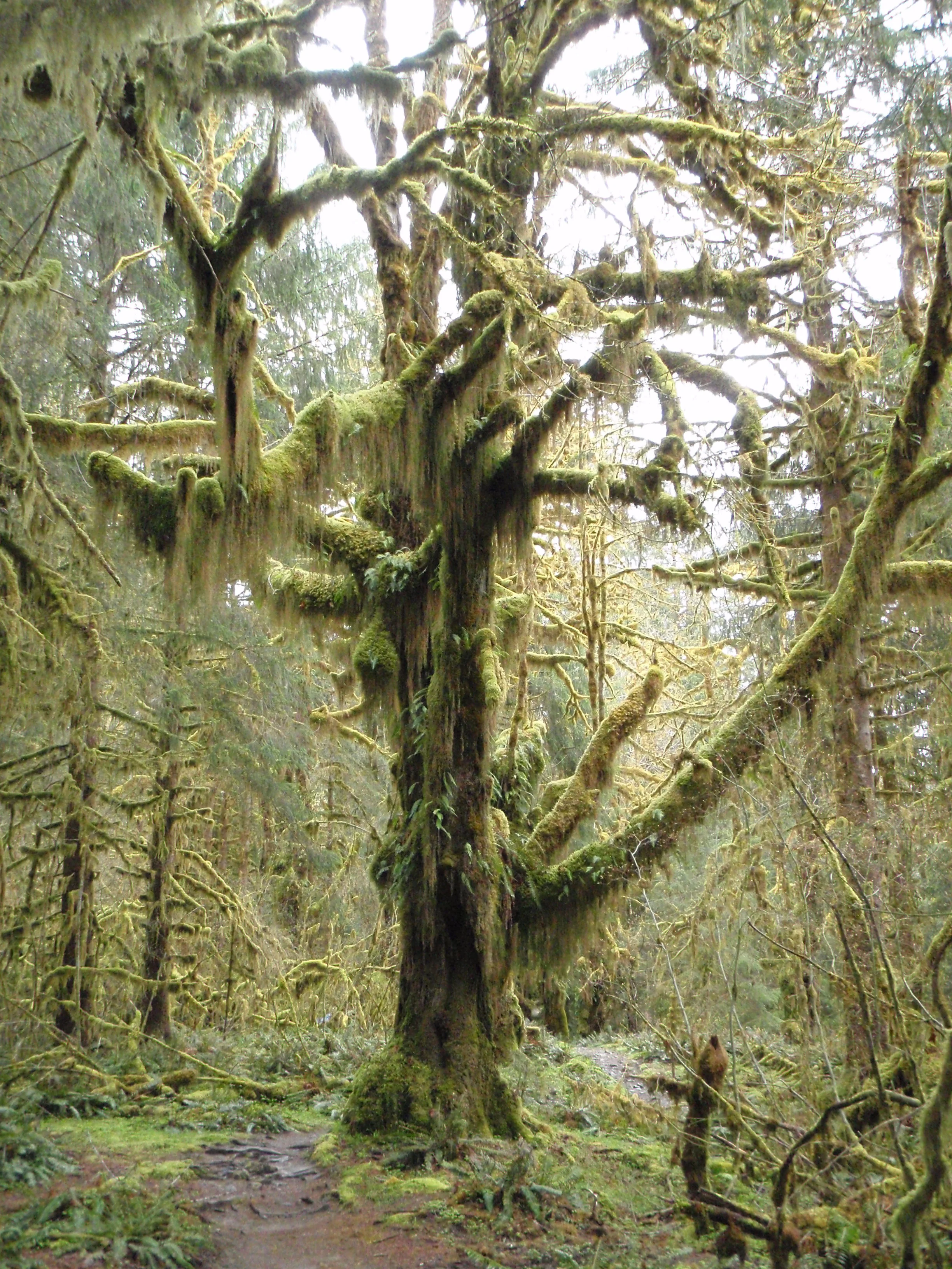 The quiet Hoh River Rain Forest