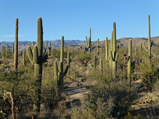 East section of Saquaro National Park, AZ