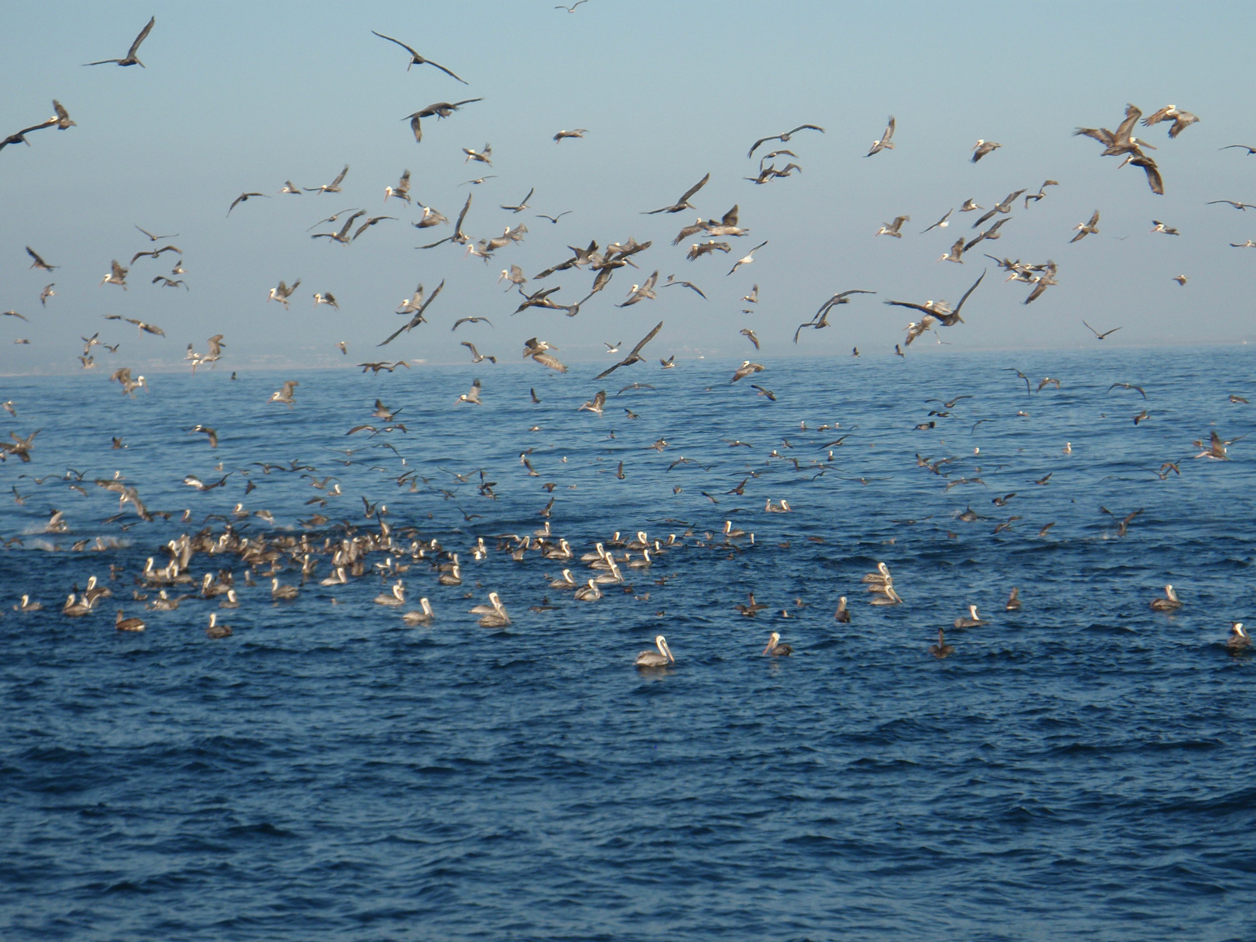 Feeding freenzy in the Santa Barbara Channel