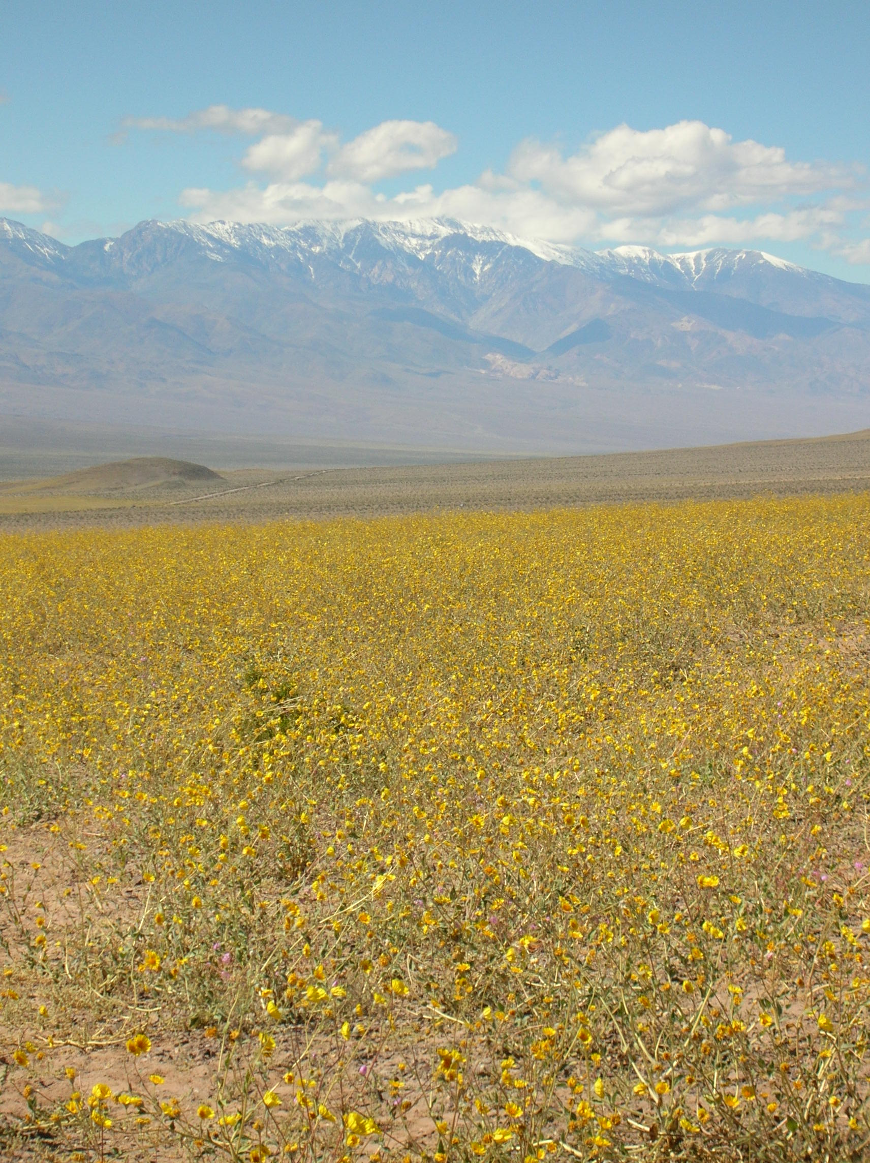 Super bloom in Death Valley National Park