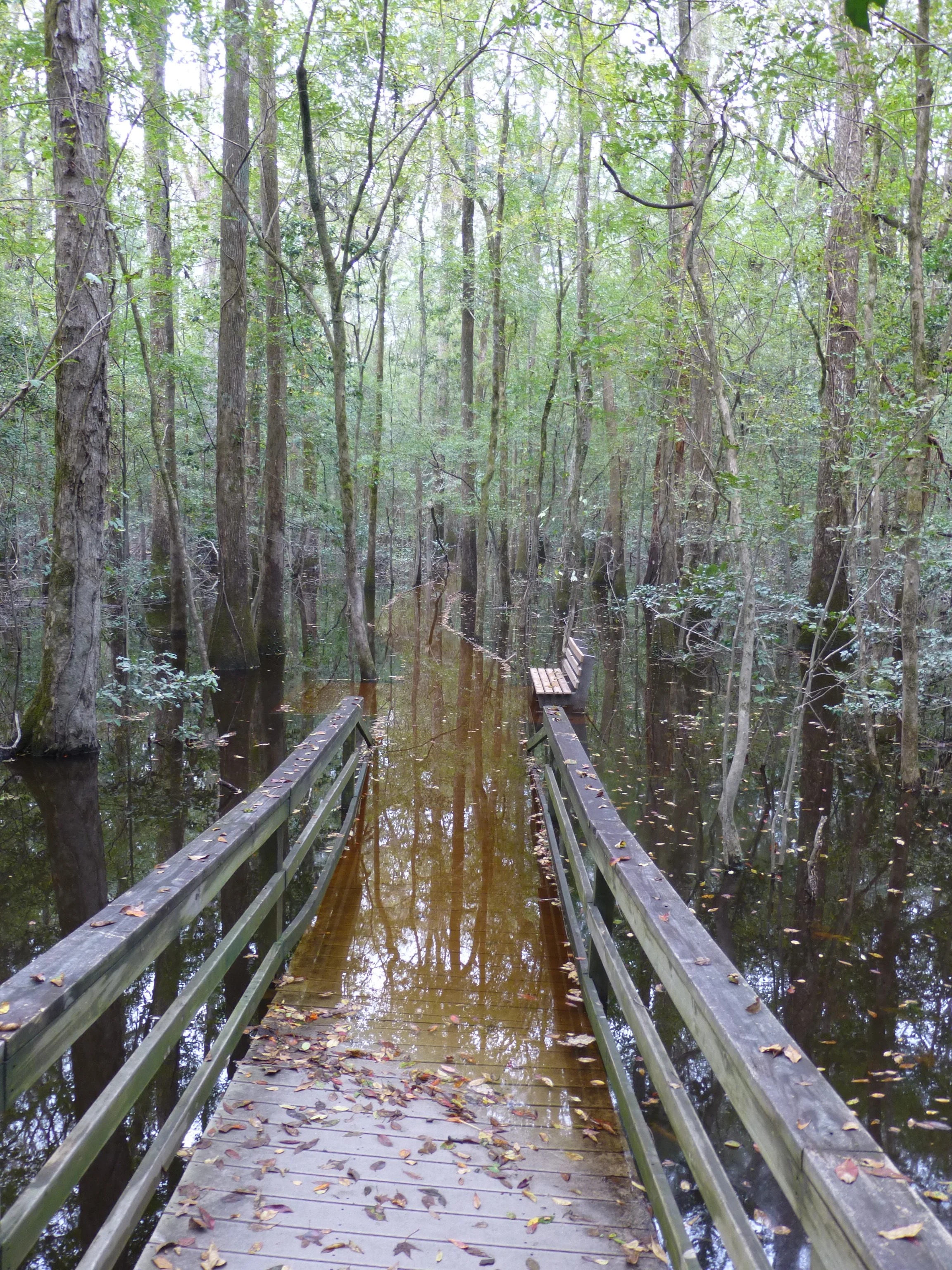 Congaree, SC.JPG