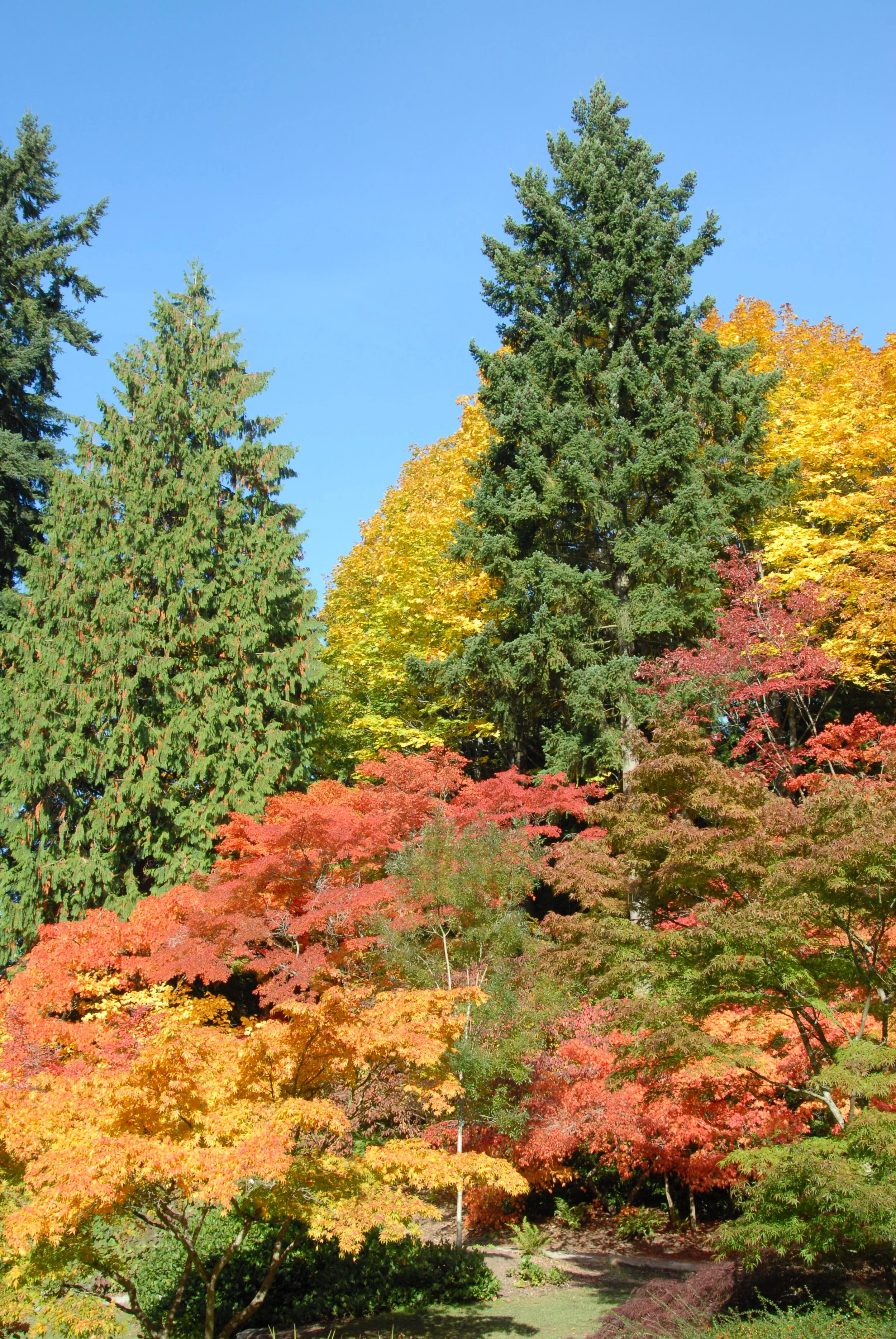 Washington Park Arboretum