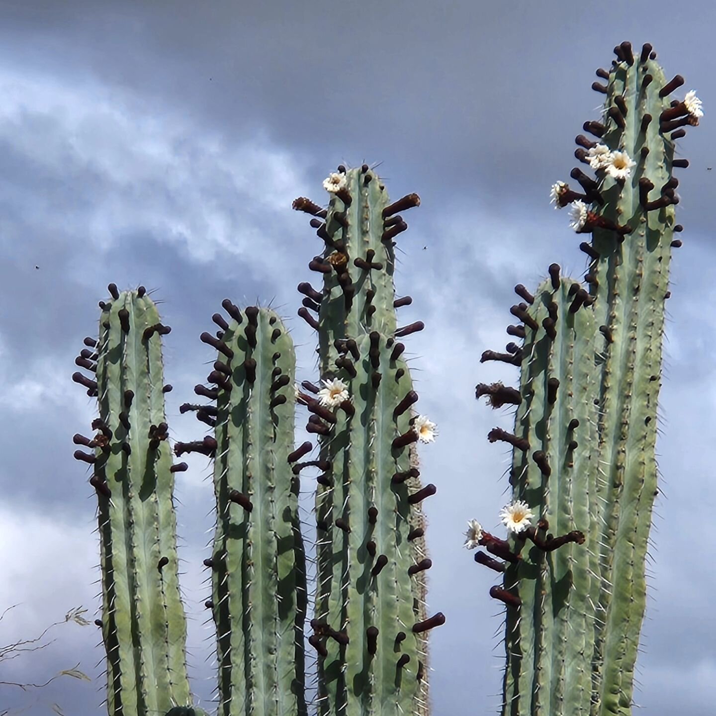 A wonderful week in the Sonoran Desert - sun, blooms, hikes, music &amp; time with dear friends/family. Can't wait for next year!