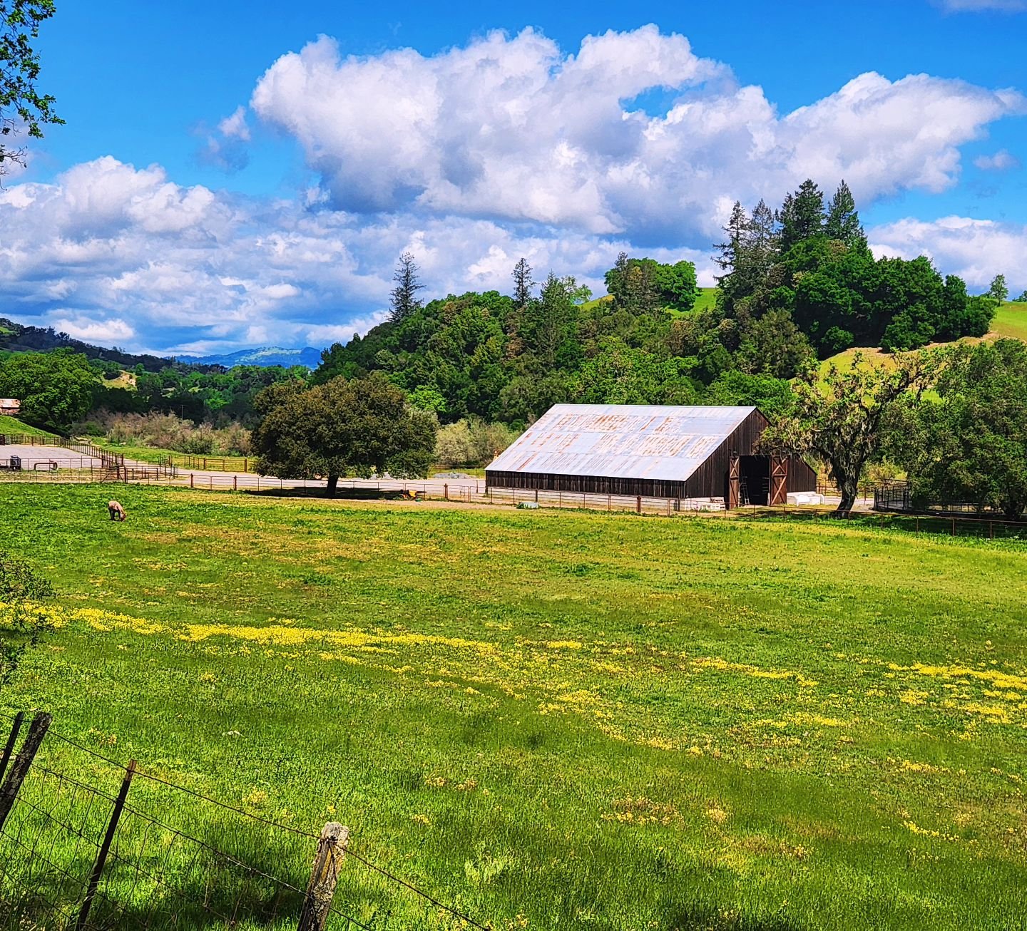 Cycling Sonoma (12th annual spring cycling week with good friends). Idyllic!