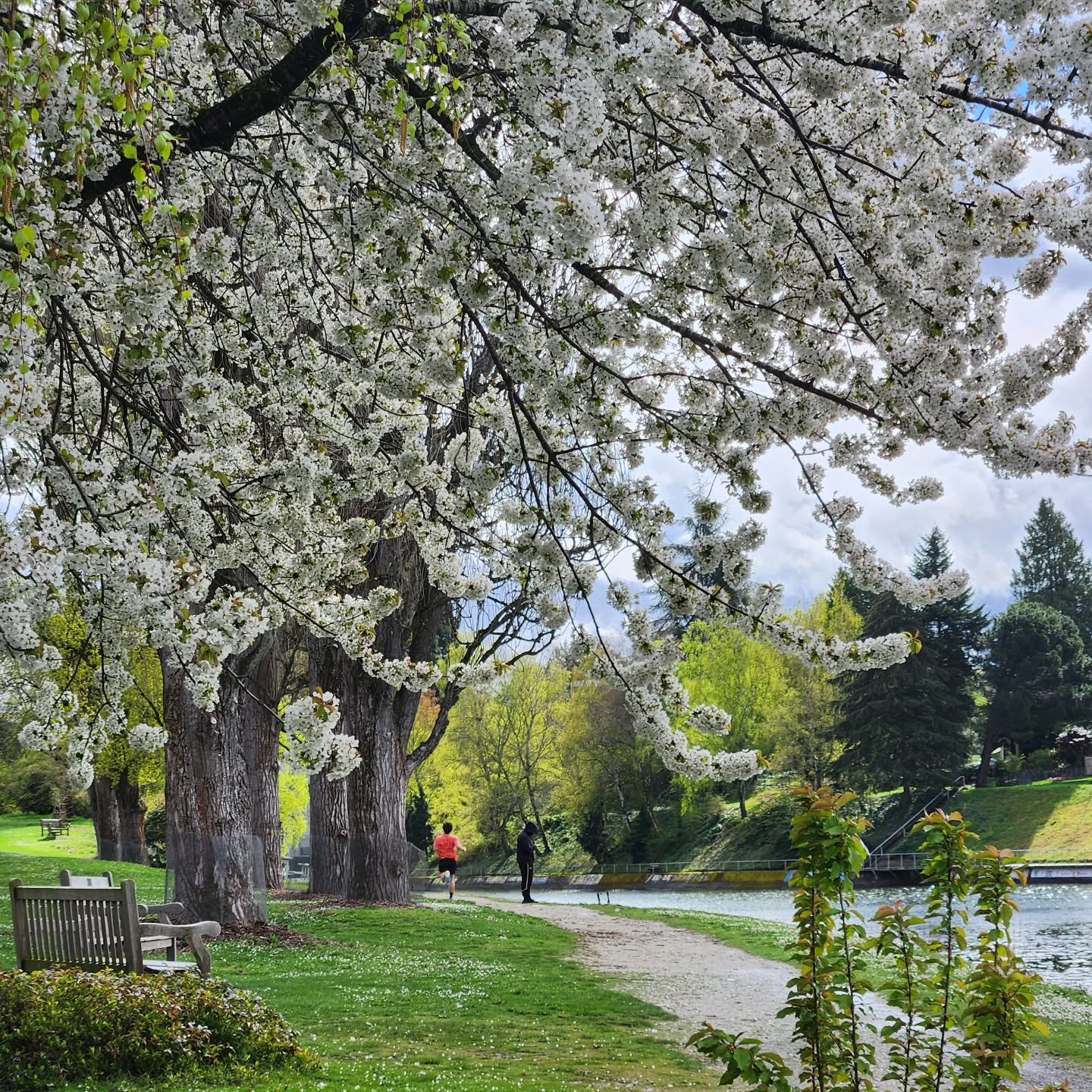 Spring has sprung in Seattle!