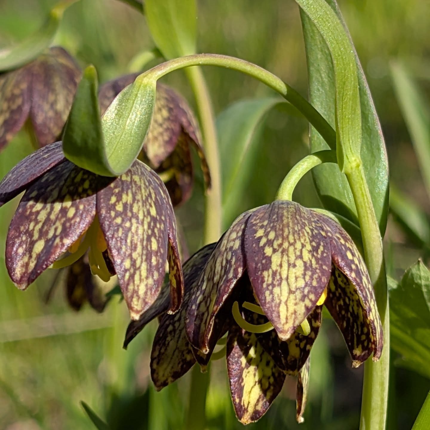 Spring wildflower hikes!