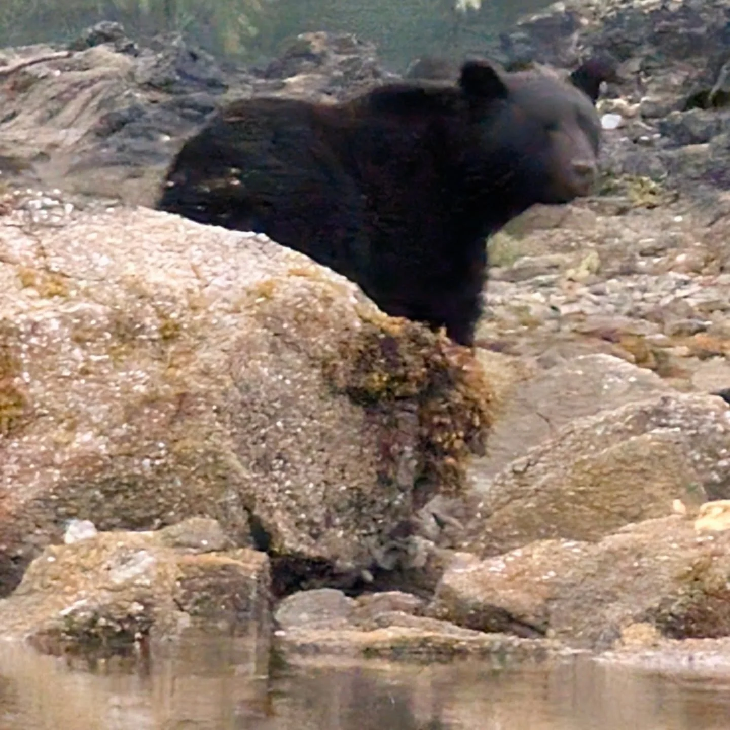 Bear(eagles, osprey, seals, salmon, oyster catchers, sea stars &amp; whales) were prevalent while paddling this week! I believe this bear was saying &quot;goodbye&quot; as we paddled by on the way out.