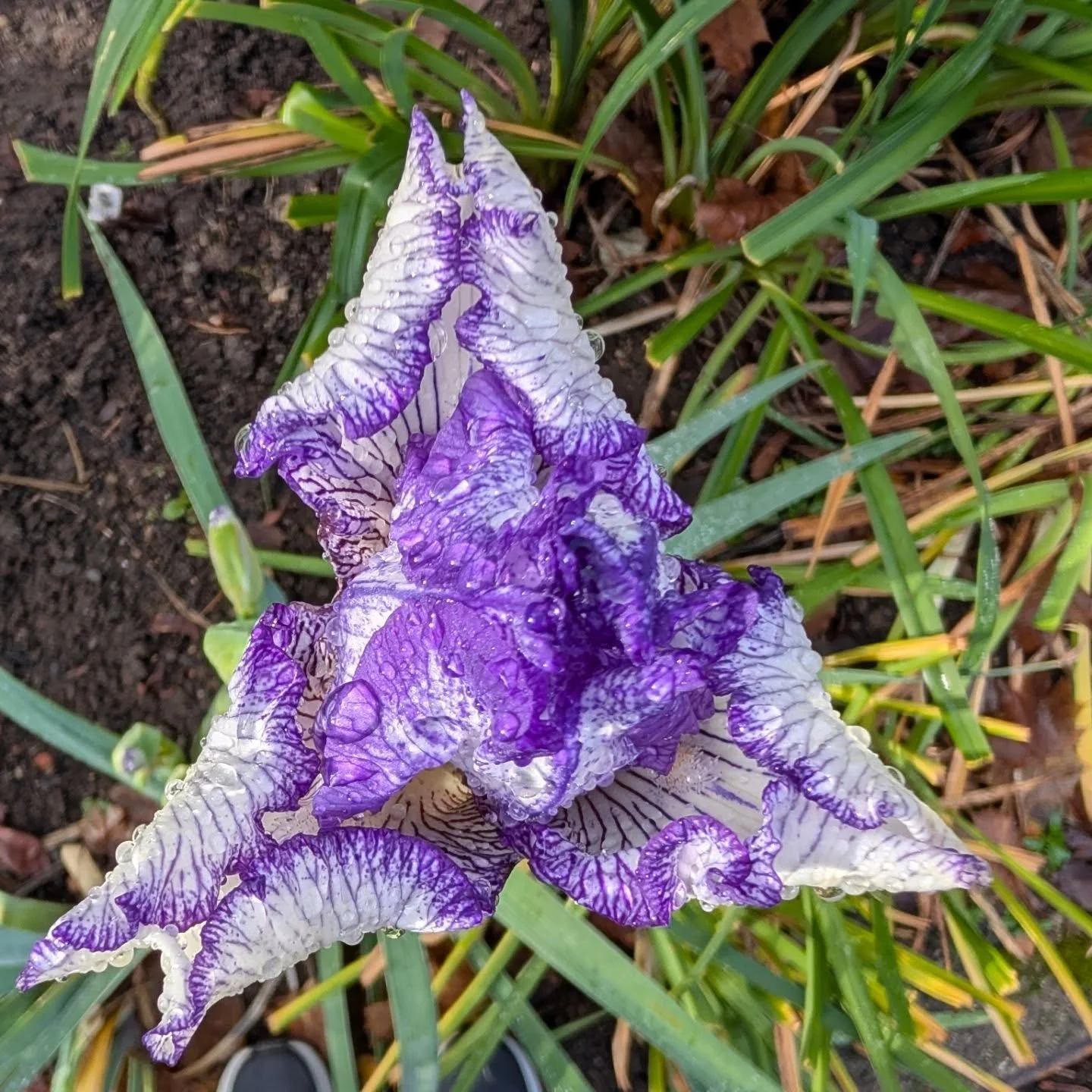 Confusion in Seattle &amp; no snow in the Mtns?!