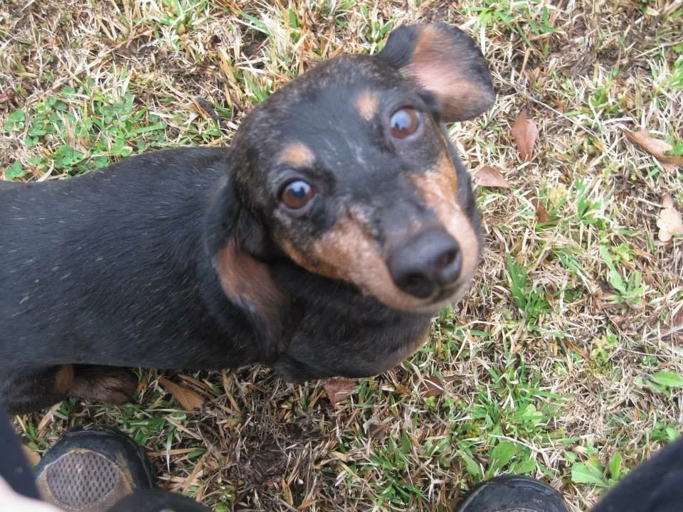 Dog-A-Roo