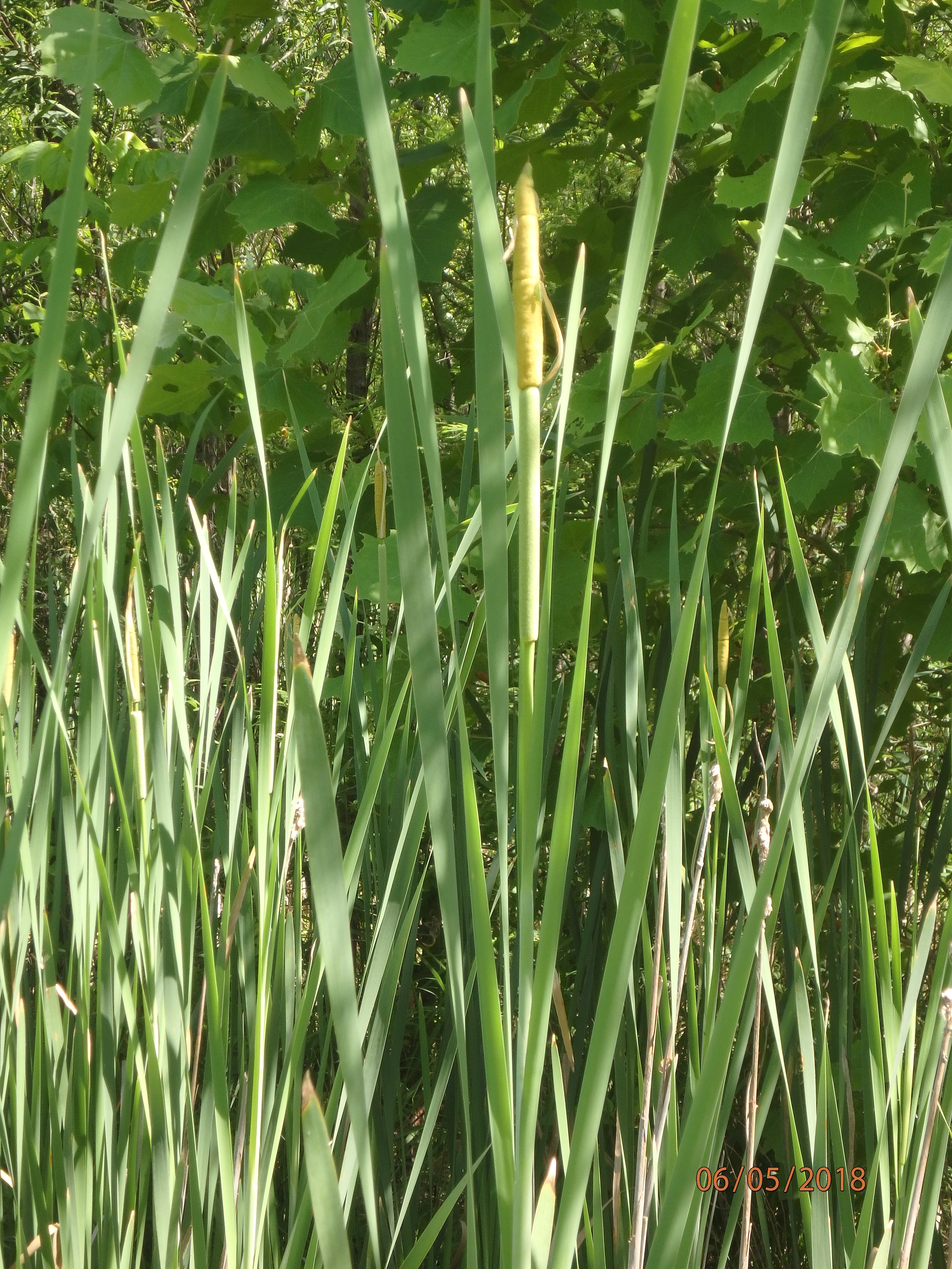 6.5.18 TOF Cattail.JPG