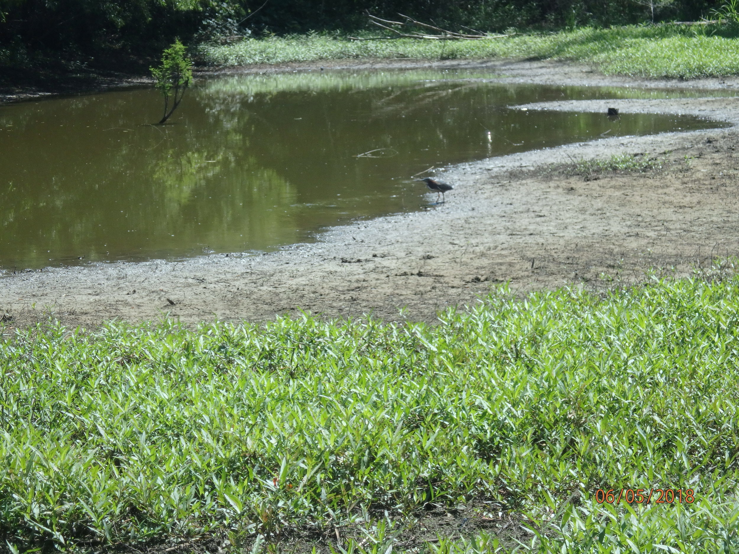 6.5.18 TOF Green Heron.JPG