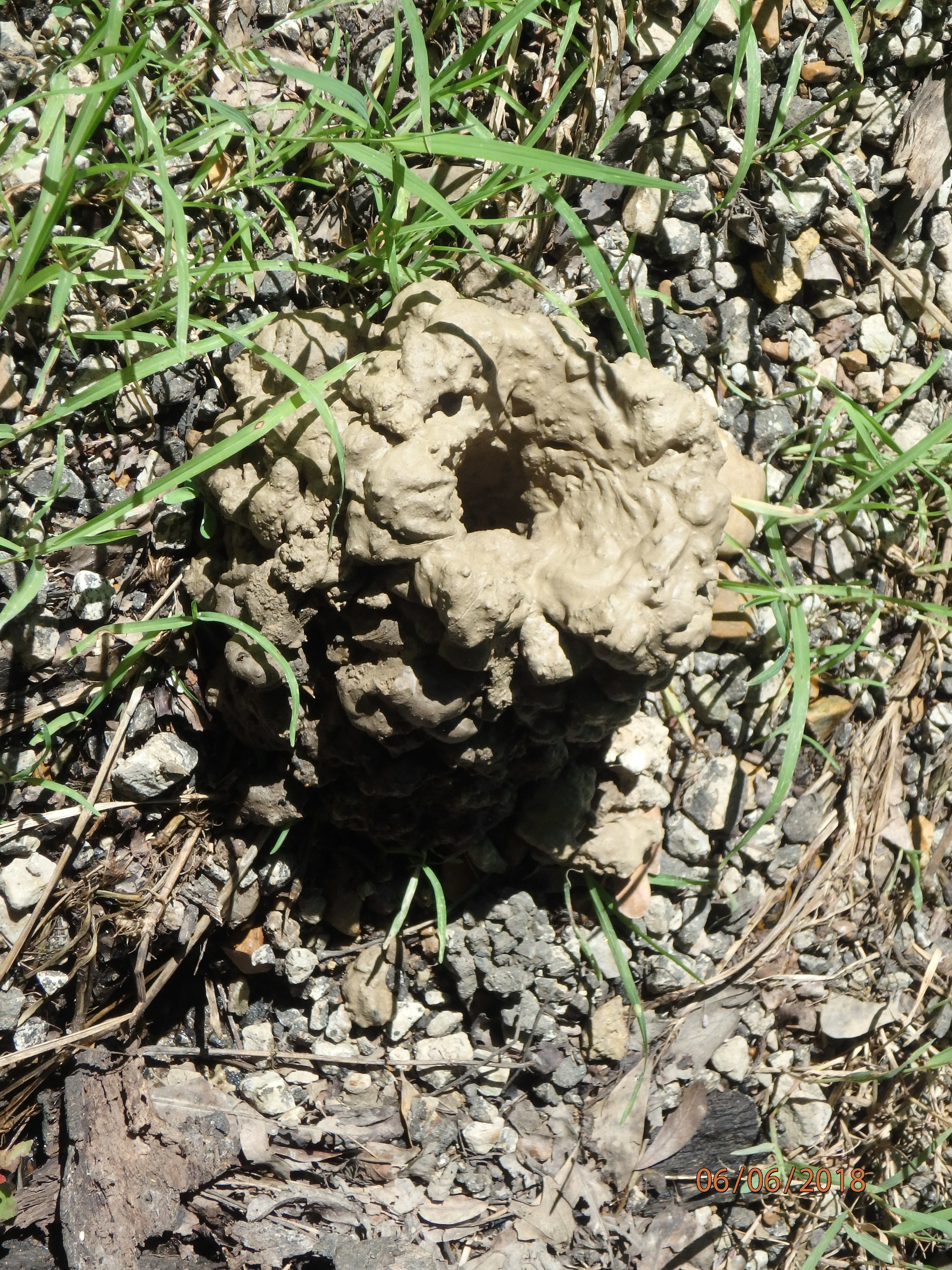 6.6.18 Crawdad Mound.JPG