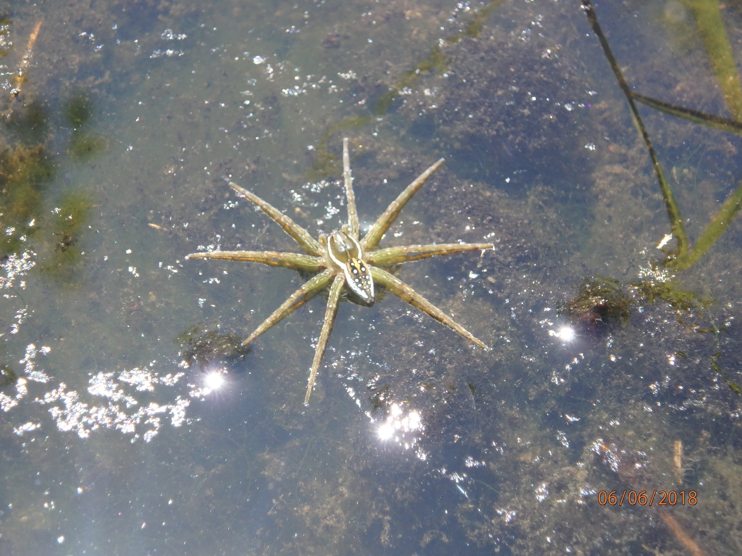 6.6.18 Fishing Spider.JPG