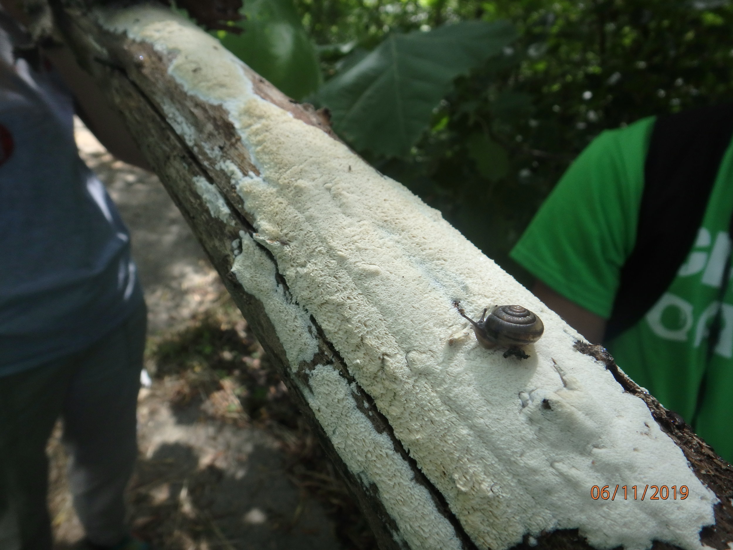 Day 2: T.O. Fuller State Park, Urban Man-Made Wetland Assessment