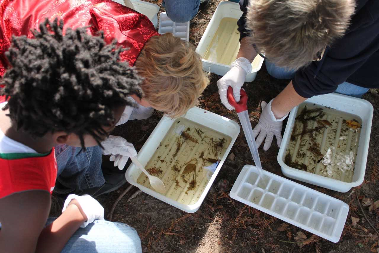 Green Camp Summer Applications