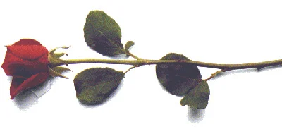 horizontal-rose.jpg