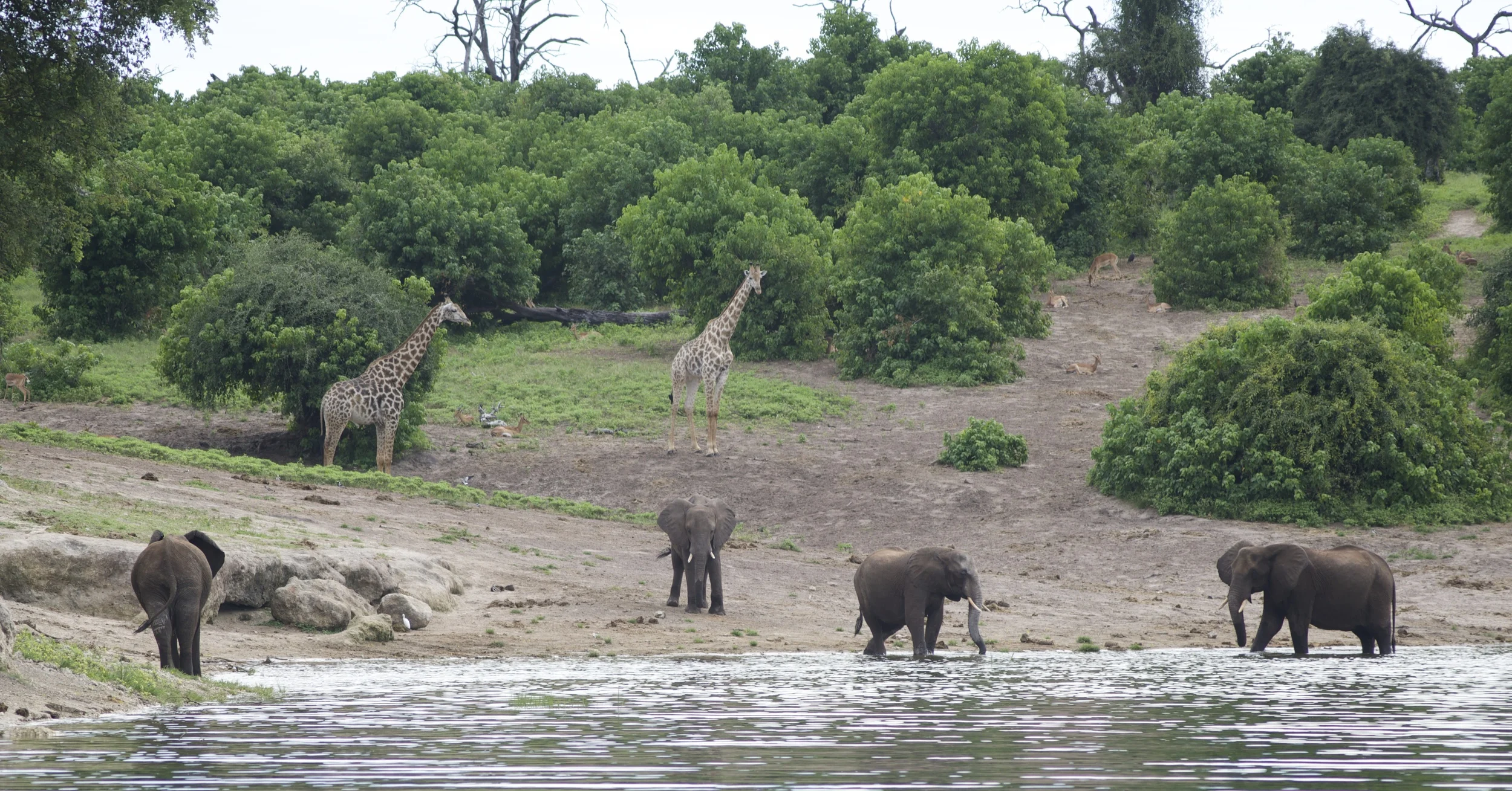 Botswana elephant-giraffe tableau 2014.jpg
