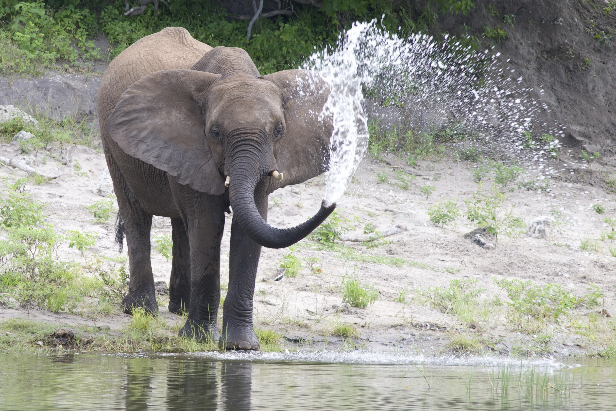 Botswana elephant snorting water 2014.jpg
