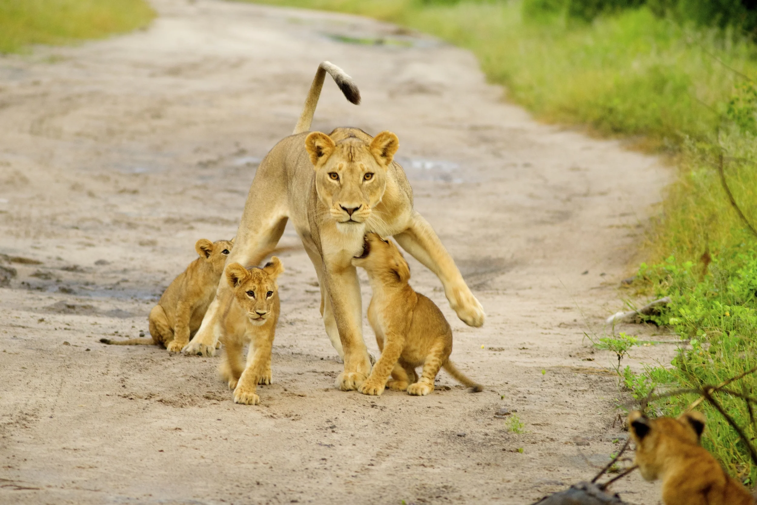 Botswana lionness with four cubs 2014.jpg