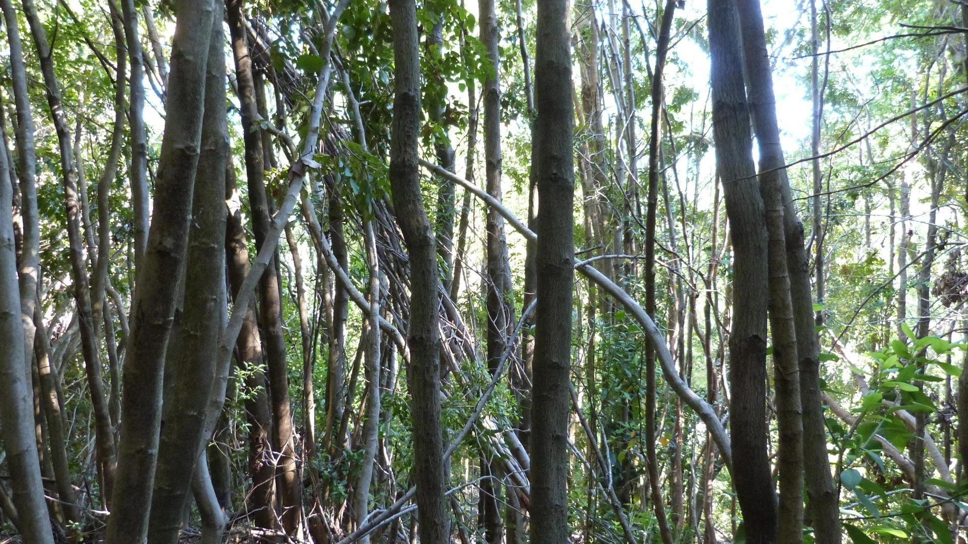 Background-bv.jpg