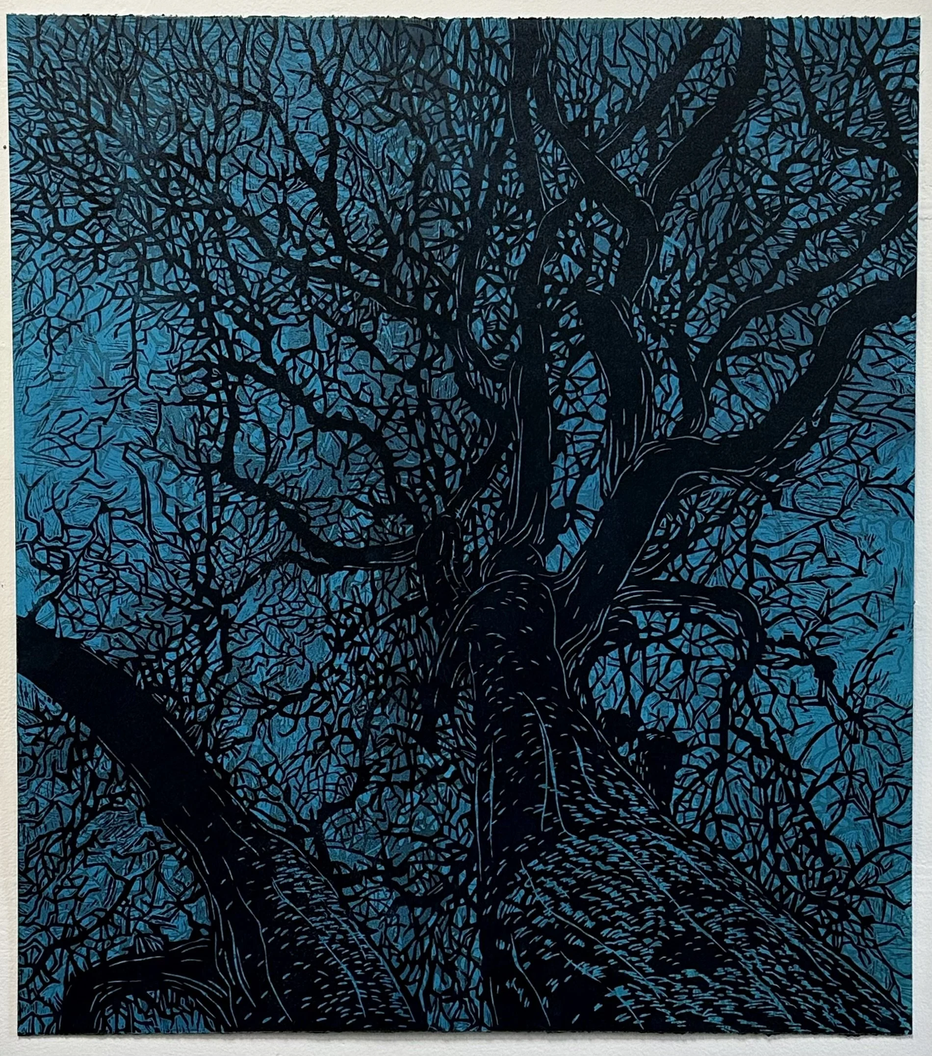 Winter Oak Midnight