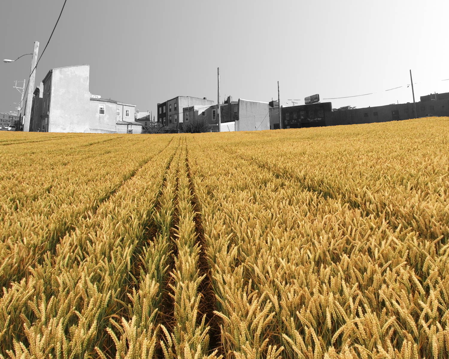 02_Farma_wheat-field.jpg