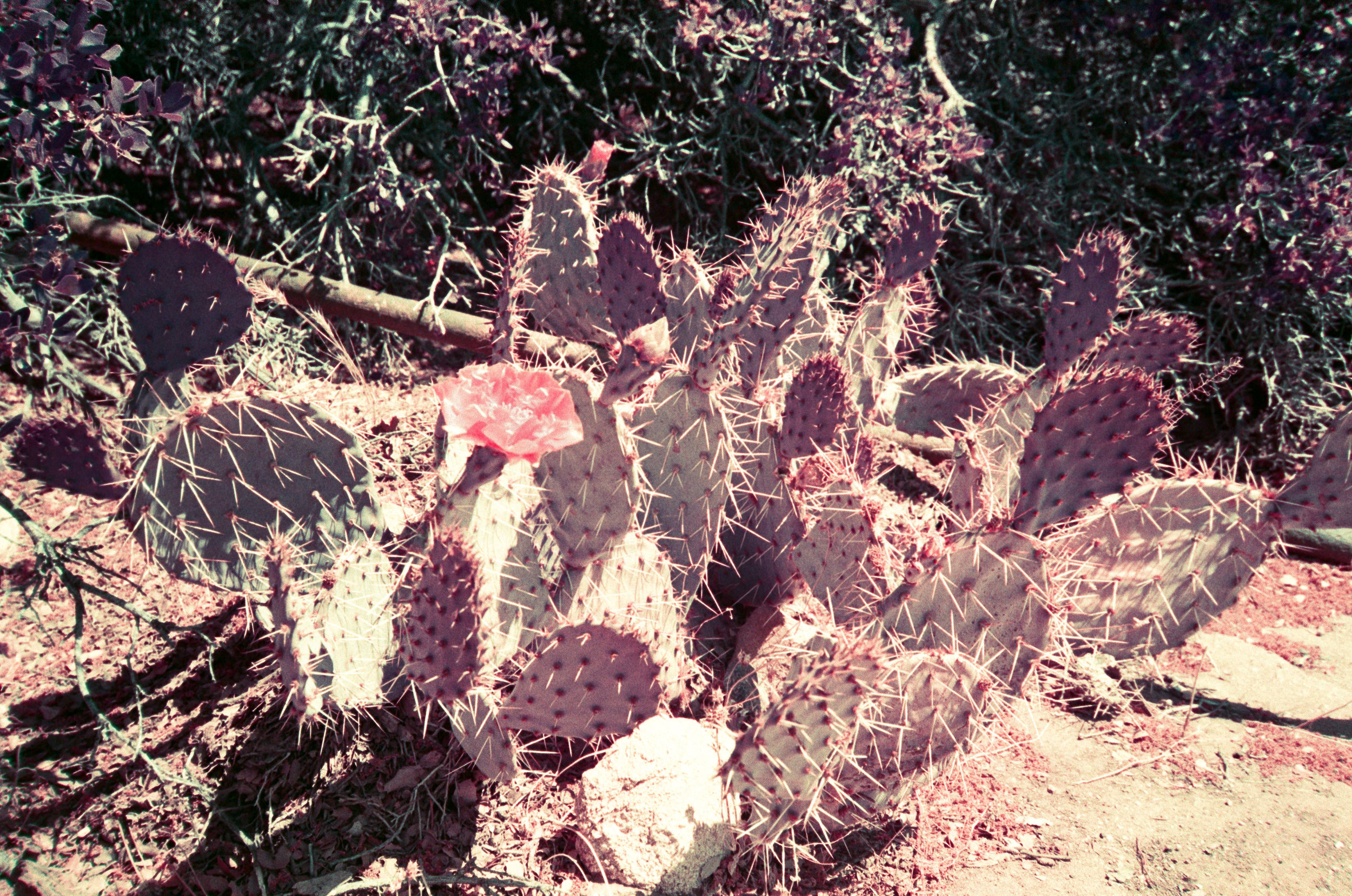 LomoChrome Purple - Cali - 05.jpg