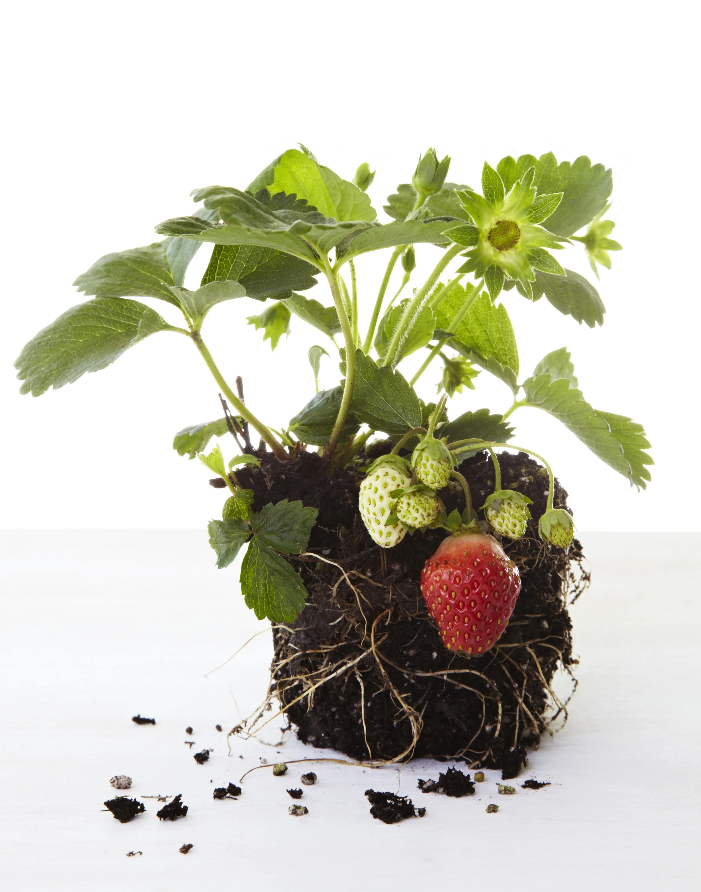 StrawberryPlant 2.jpg
