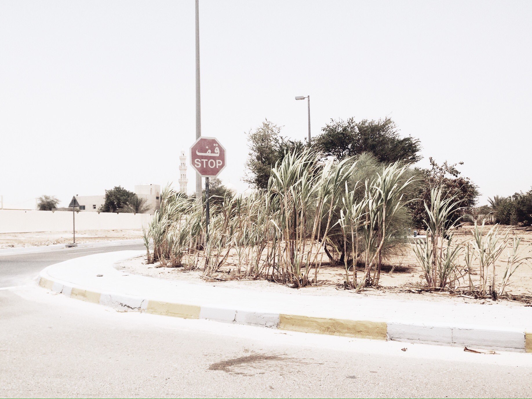 many stop signs ahead of greens