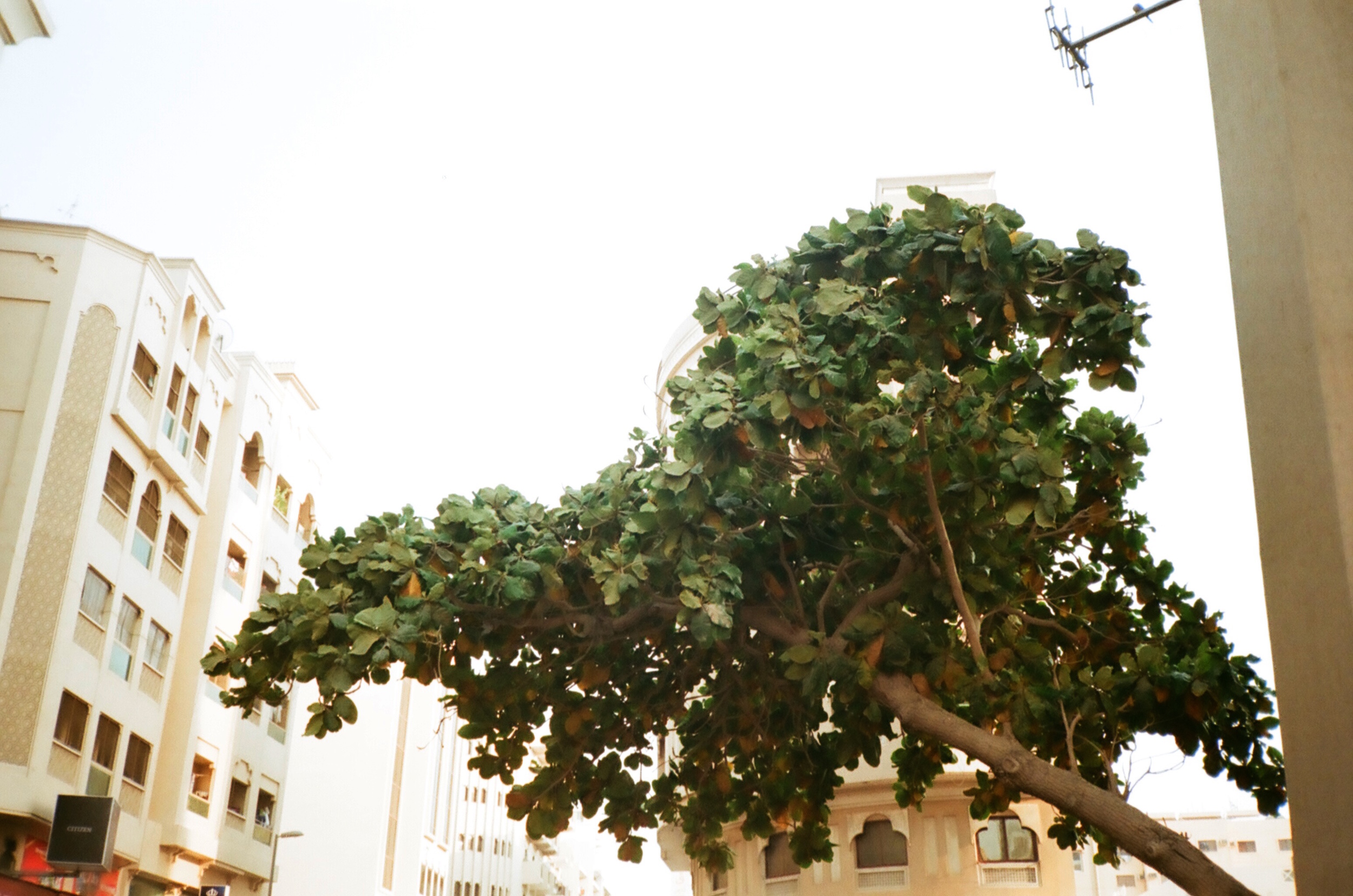 trees as foregrounds 