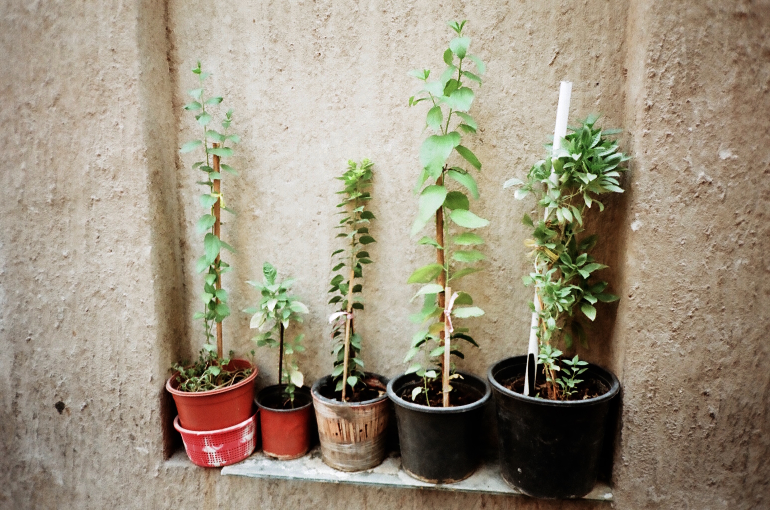 plants AS models