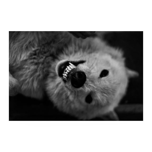 &ldquo;We have doomed the wolf not for what it is, but for what we deliberately and mistakenly perceive it to be &ndash;the mythologized epitome of a savage ruthless killer &ndash; which is, in reality, no more than a reflected image of ourself.&rdqu