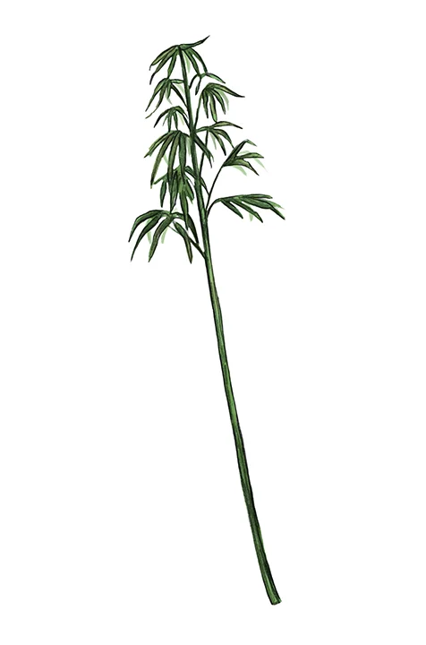 HEMP small.jpg