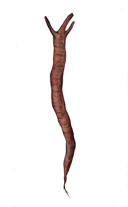 MATTER ROOT small.jpg