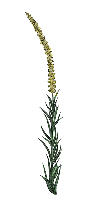 WELD FLOWER small.jpg