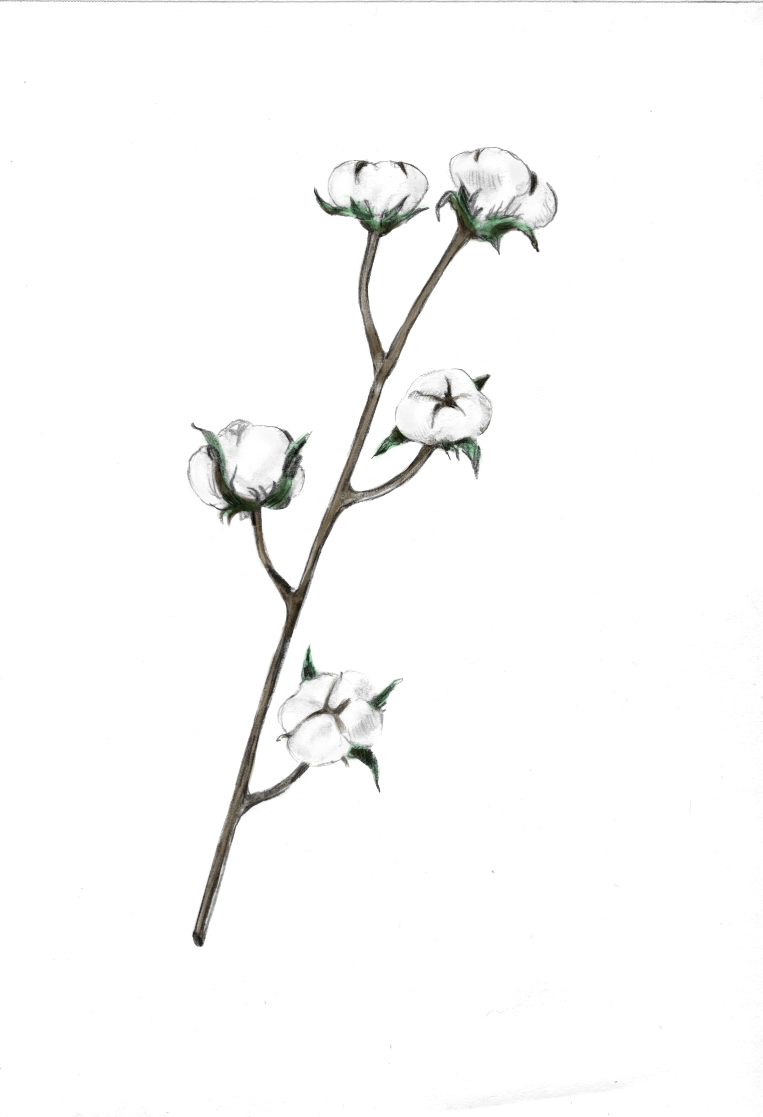 COTTON color.jpg