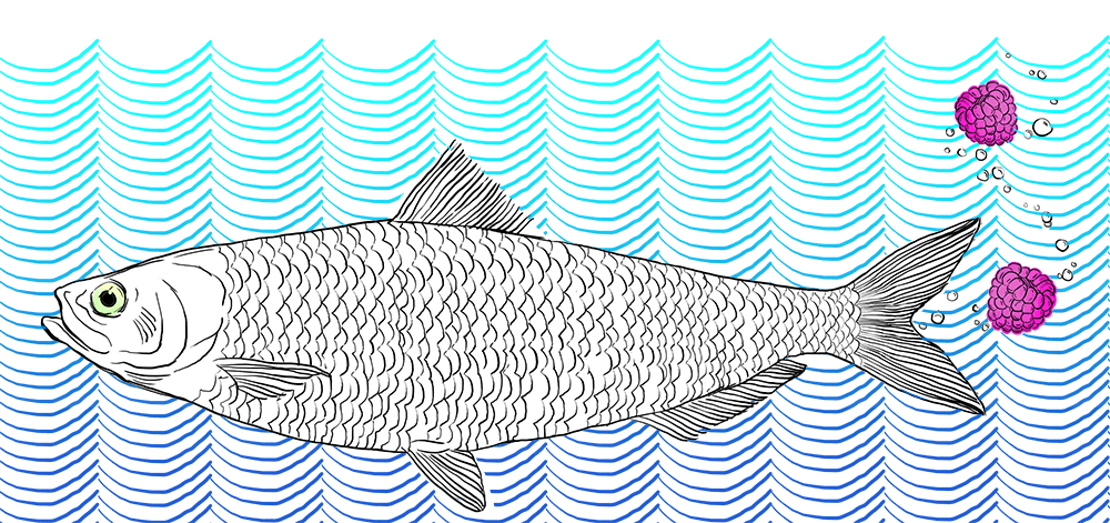 Herring-small.gif
