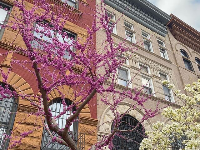 This pink tree in my neighborhood has ruined my walk path variation because I HAVE to pass it every time I go outside or I&rsquo;ll die. #flowersivepassedlately