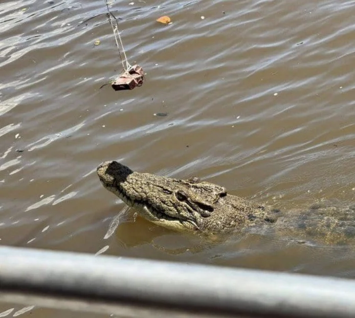 Crocodile Encounters in Darwin: A Wild Ride on the Adelaide River