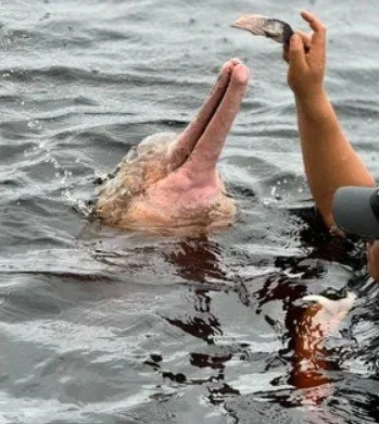 Swimming with the Pink Dolphins of the Amazon: A Silversea Excursion