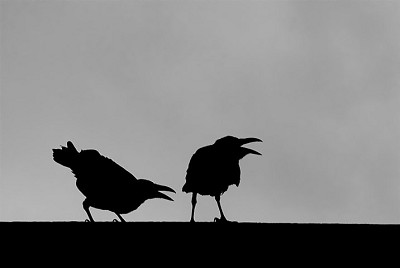 Ravens - photo by Eyal Shochat