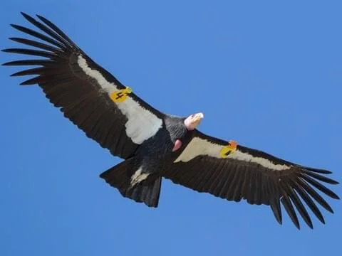 california condor cornell lab.jpg