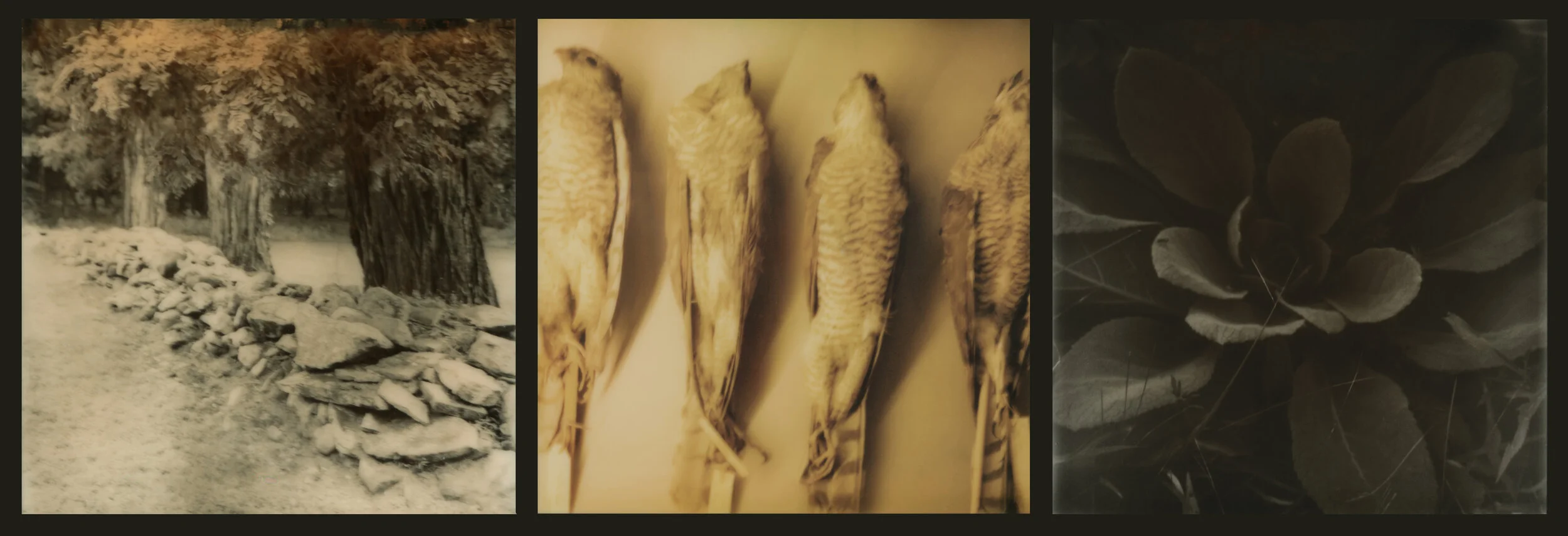 Raptors and Songbirds (olive)