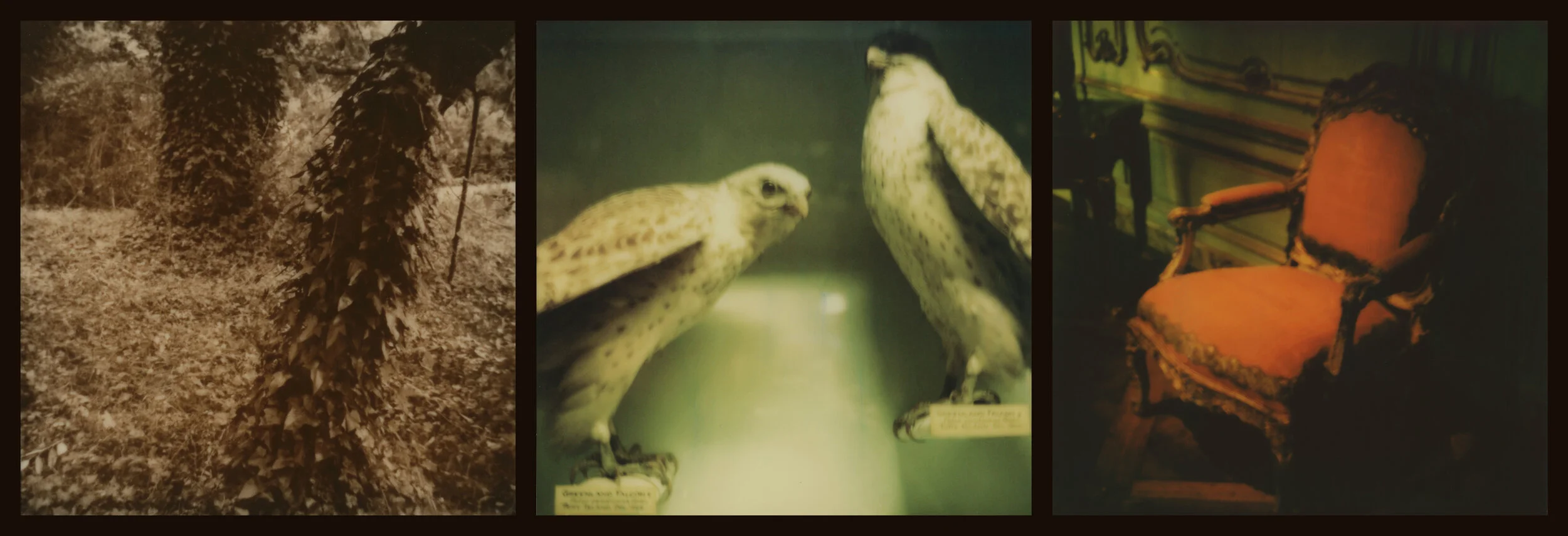 Raptors and Songbirds (velvet)