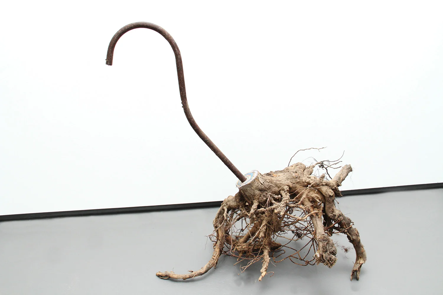 Curated Exhibition: Transplant