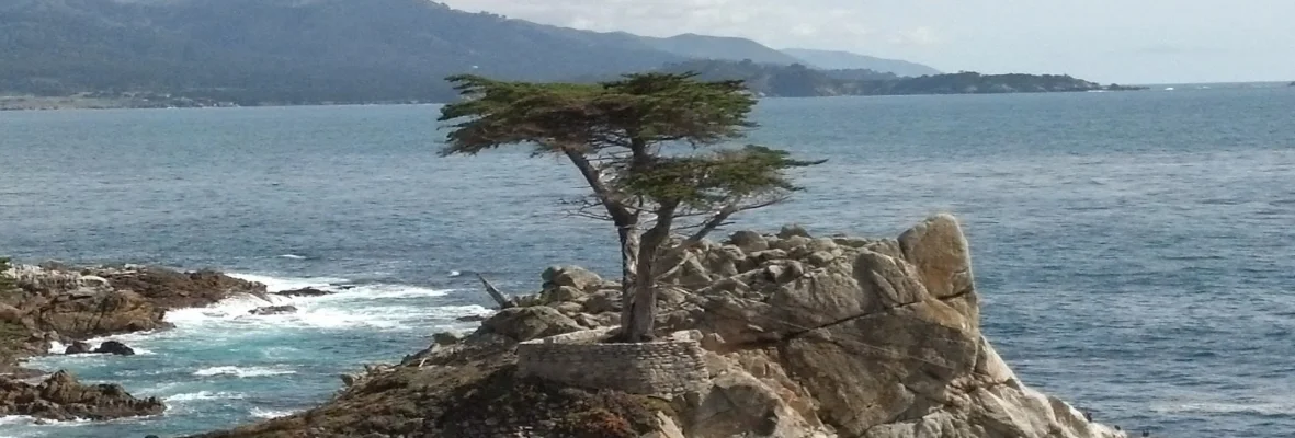 Cypress.jpg