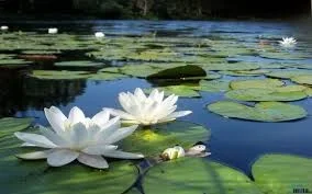 Pond with lotus blossom.jpg